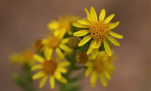 Олива (Dittrichia viscosa)