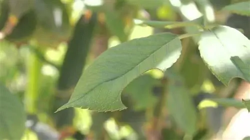 проблемы с саранчой