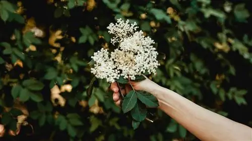 лечебные свойства бузины