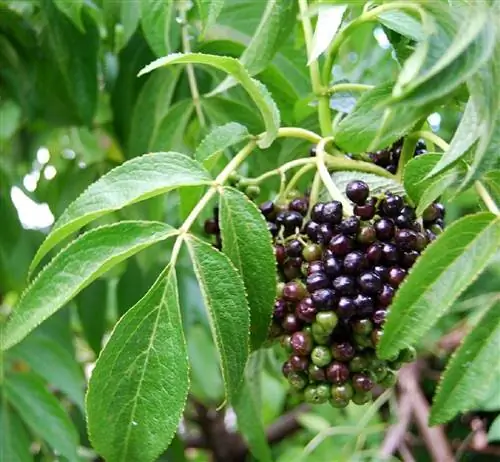 выращивание бузины