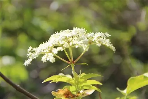 Выращивание бузины, от сада до кухни