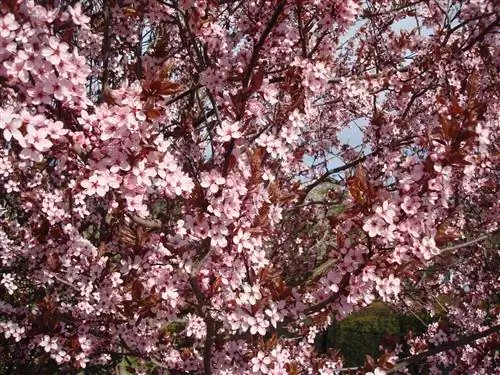 Садовая слива с розовыми цветами