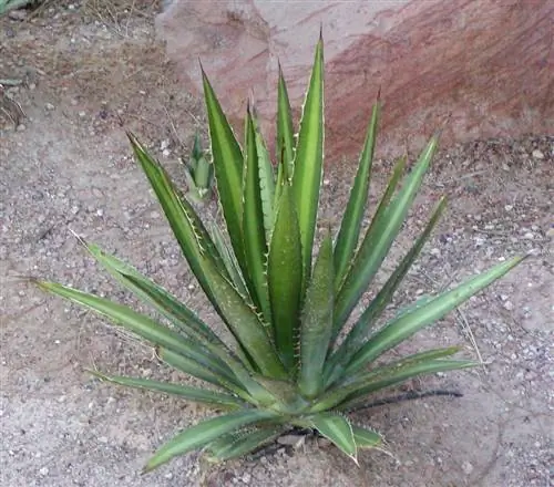 Agave lechuguilla - суккулент среднего размера.