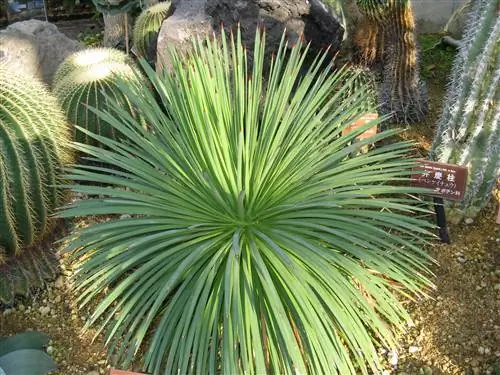 Agave stricta - очень красивое растение.