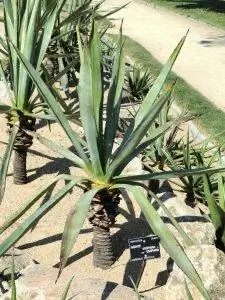 Agave vivipara - растение с длинными листьями.