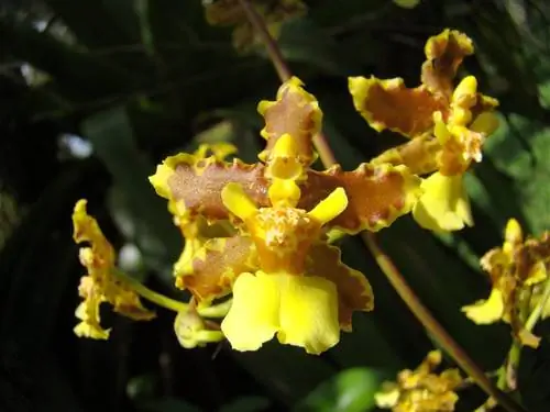 Вид на Онцидиум