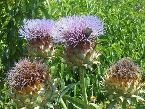 цинара кардункулюс цветы