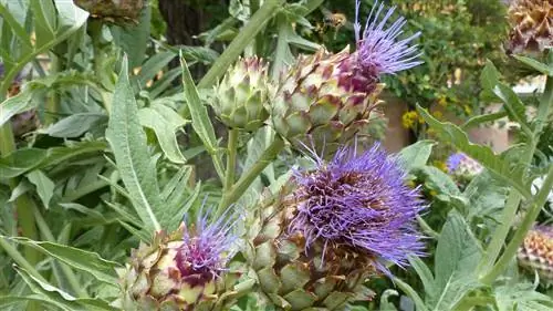 цинара кардункулус