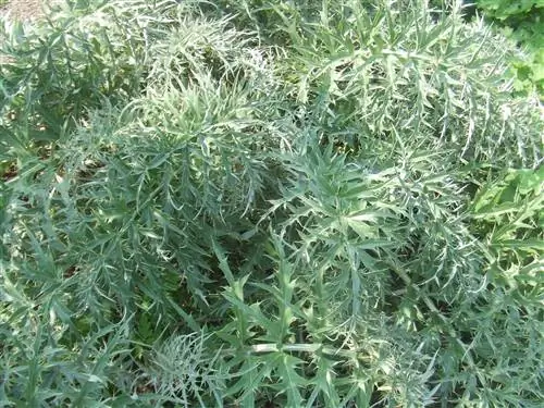 листья чертополоха