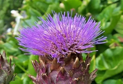 использование дикого артишока