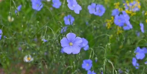 Поле, полное цветов Linum usitatissimum