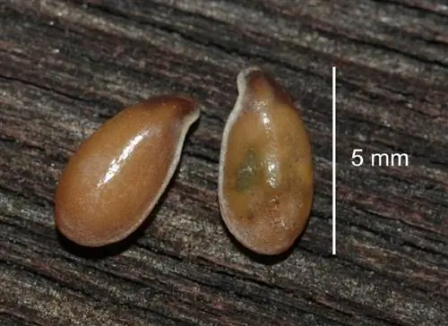 меры двух льняных семян или Linum usitatissimum