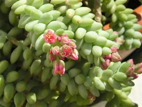 Sedum morganianum в цветке