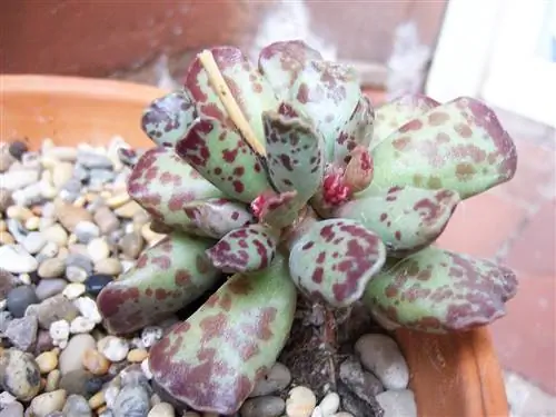 Adromischus cooperi - небольшой суккулент.