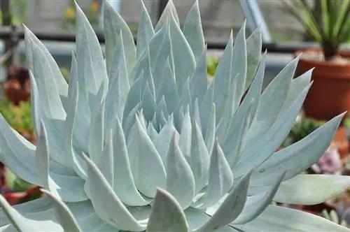 Dudleya brittonii - медленнорастущий суккулент.