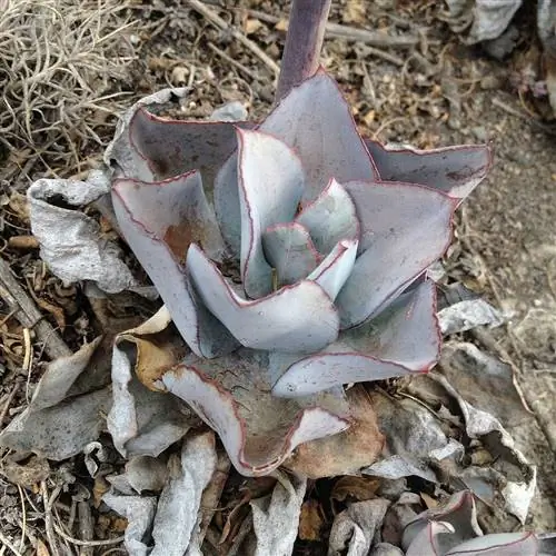 Эхеверия рубромаргината - суккулентное растение.