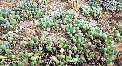 Fenestraria rhopalophylla - суккулент.