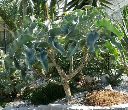 Вид на взрослый куст каланхоэ бегаренсис