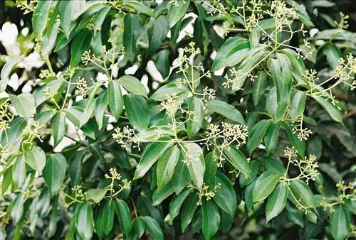 Листья корицы