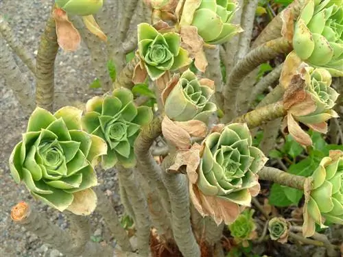 характеристики суккулентов