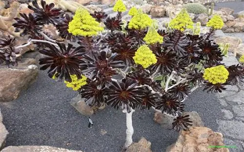 эониум древесный