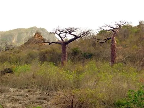 андасония перрьери