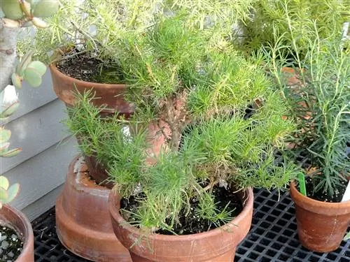 Bonetera можно выращивать в горшках