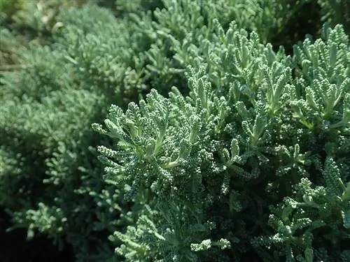 Клавиатура (Santolina rosmarinifolia)