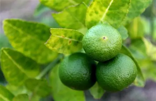 Как ухаживать за липой