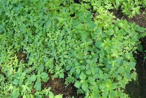 земля, полная крапивы или Urtica membranacea