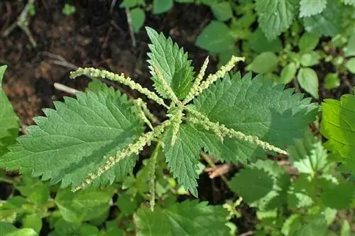 обыкновенная крапива или Urtica membranacea