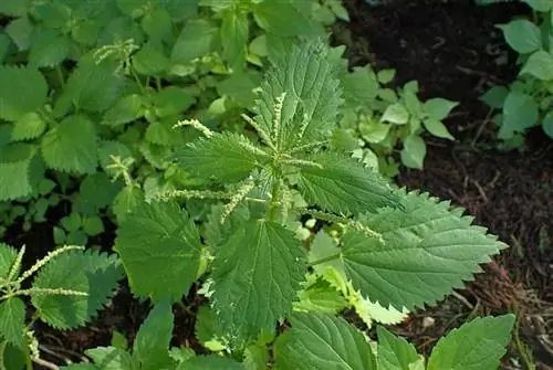 Длинная крапива (Urtica membranacea)