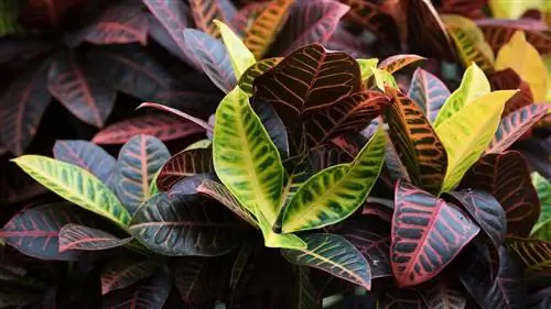 уход за кротоном