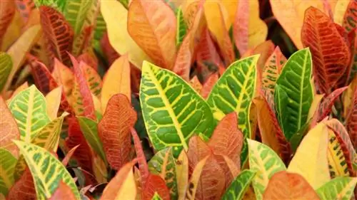 Уход за кротоном