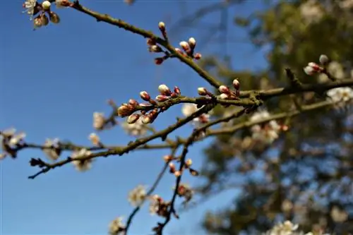 Почки также известны как почки