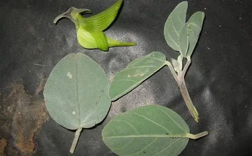 цветок и листья кустарника под названием Crotalaria cunninghamii