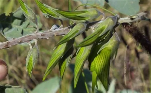Зеленый цветок колибри (Crotalaria cunninghamii)