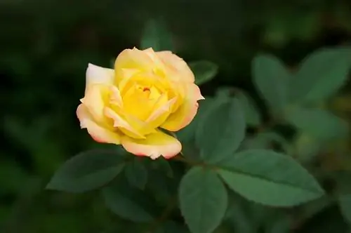 Кусты желтых роз высаживают весной