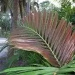 Chambeyronia macrocarpa - красивая пальма.