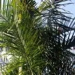 Dypsis cabadae - тропическая пальма.