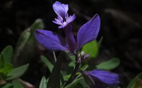 фиолетовый цветок растения Polygala vulgaris