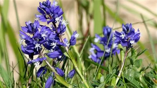 фиолетовые цветы с маленьким белым цветком внутри