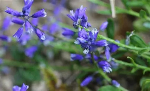 Серранилья (Polygala vulgaris)