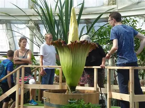 Трупный цветок привлекает мух