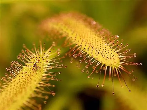 Росянки - быстрорастущие хищники