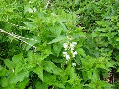 Белая крапива очень похожа на настоящую крапиву.