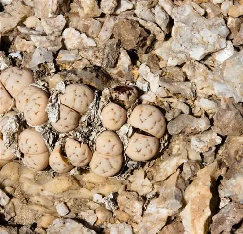 Мимикрия у растений