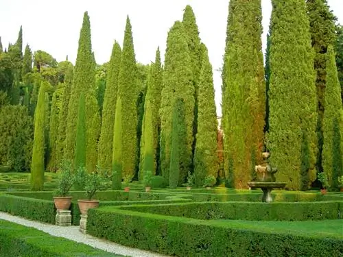 Кипарисы неприхотливы в уходе