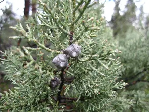 Cupressus Bakeri - вечнозеленое хвойное дерево.