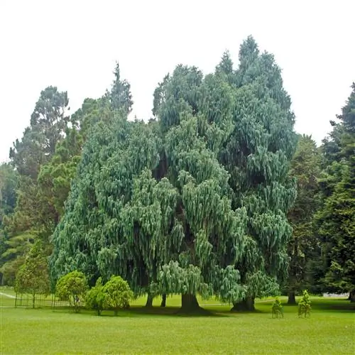 Cupressus cashmeriana - крупное растение.